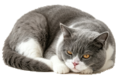 宠物猫